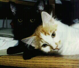 Pete and Loki